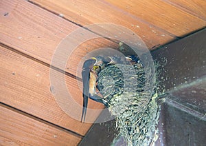 Barn Swallow Feeding Babies: An adult barn swallow bird feeding hungry baby barn swallows in a mud bird next in the eve of a