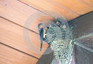 Barn Swallow Feeding Babies: An adult barn swallow bird feeding hungry baby barn swallows in a mud bird next in the eve of a