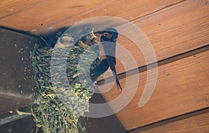 Barn Swallow Feeding Babies: An adult barn swallow bird feeding hungry baby barn swallows in a mud bird next in the eve of a