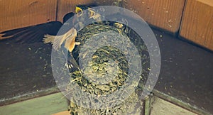 Barn Swallow Feeding Babies: An adult barn swallow bird feeding hungry baby barn swallows in a mud bird next in the eve of a