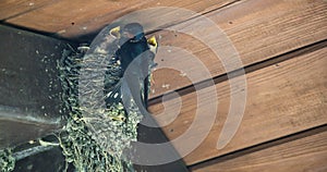 Barn Swallow Feeding Babies: An adult barn swallow bird feeding two hungry baby barn swallows in a mud bird nest