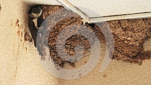 barn swallow feeding chicks