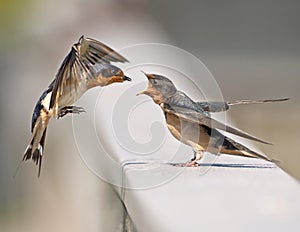 Barn Swallow