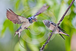 Barn swallow feeding youngster