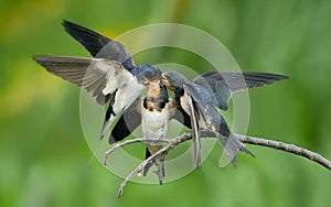 Barn Swallow feeding youngsters