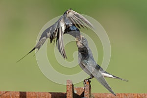 Barn Swallow