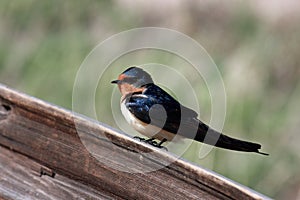 Barn swallow on fence rail