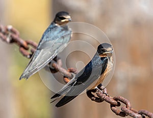 Barn Swallow Fledglings Perched on Chain-link