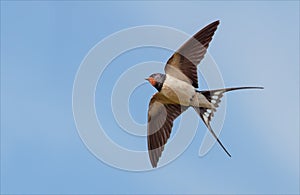 Barn Swallow flies in blue sky with stretched wings