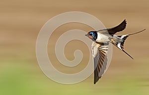 Barn swallow flies fast