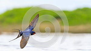 Barn Swallow flies over the water opened wings