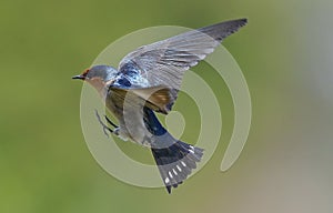 A barn swallow fling in mid air