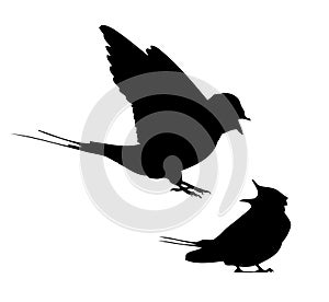 Barn swallow flit and sitting silhouette in vector photo