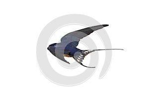barn swallow flying, back view on white background