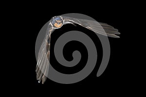 Barn swallow flying on black background