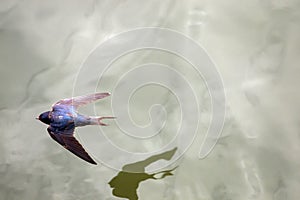 Barn Swallow flying