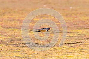 Barn Swallow Flying Hirundo rustica