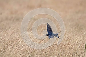 Barn Swallow Flying Hirundo rustica