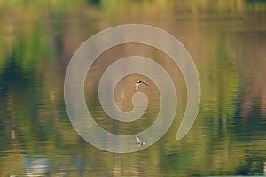 Barn swallow flying at lakeside