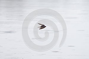 Barn swallow flying at lakeside