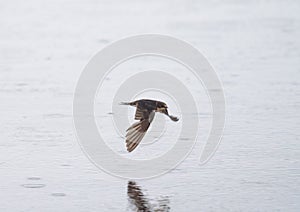 Barn swallow flying at lakeside