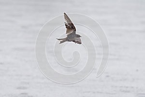 Barn swallow flying at lakeside photo