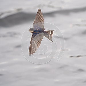 Barn swallow flying at lakeside photo