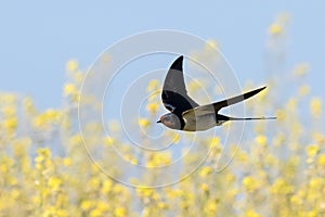 barn swallow flying over spring steppe flowers
