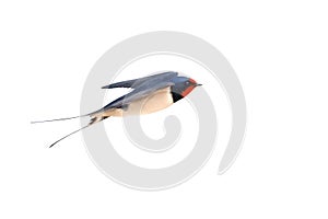 barn swallow flying on white background