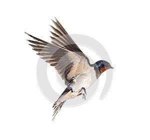 Barn Swallow Flying wings spread, bird, Hirundo rustica, flying against white