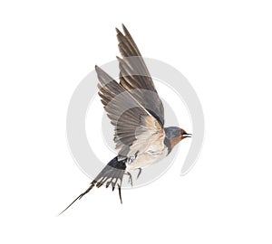 Barn Swallow Flying wings spread, bird, Hirundo rustica, flying against white photo