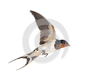 Barn Swallow Flying wings spread, bird, Hirundo rustica, flying against white photo