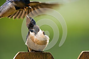Barn swallow gets attacked