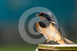 Barn swallow gets attacked