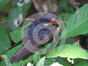 Barn Swallow-Golondrina Tijereta-Hirundo rustica (2) photo