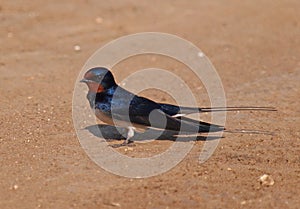 Barn swallow on the ground. Hirundo rustica
