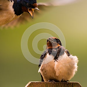 Barn swallow grts attacked