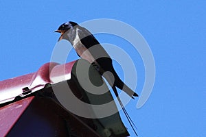 Barn Swallow or Hirundinidae bird on the roof against the blue sky photo
