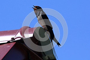 Barn Swallow or Hirundinidae bird on the roof against the blue sky photo