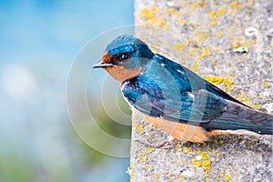 Barn Swallow Hirundo rustica