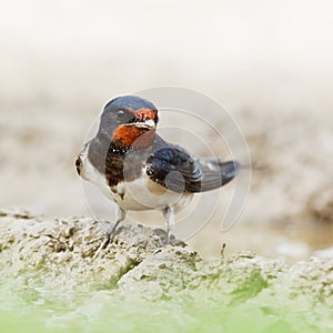 Barn Swallow, Hirundo rustica