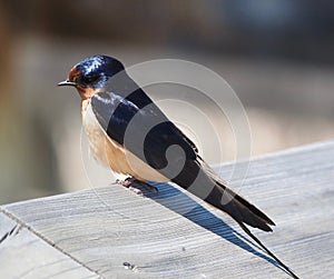 Barn Swallow Or Hirundo Rustica