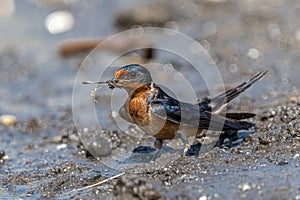 Barn Swallow Hirundo rustica