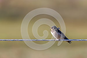 Barn swallow (Hirundo rustica