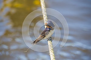 Barn swallow, hirundo rustica