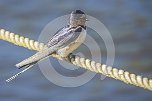 Barn swallow, hirundo rustica