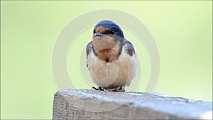 Barn swallow (hirundo rustica)