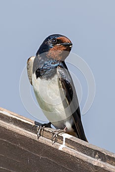 Barn Swallow (Hirundo rustica)