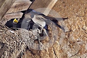 Barn Swallow, hirundo rustica, Adult Feeding Chicks at Nest, Normandy