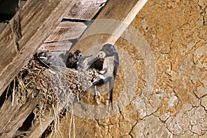 Barn Swallow, hirundo rustica, Adult Feeding Chicks at Nest, Normandy